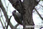 アオゲラ／Japanese Green Woodpecker